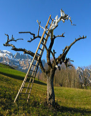 B.A.U.M. © ekk lory