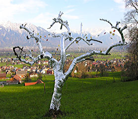 B.A.U.M. © ekk lory